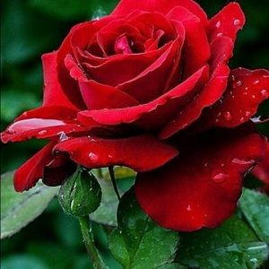 Meet your Posher, Heidi